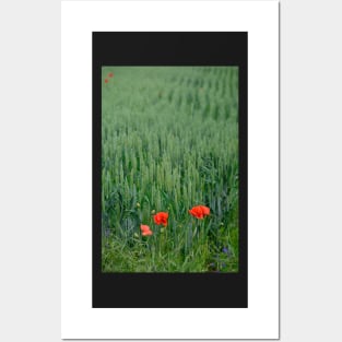 Poppies in Wheat Field Posters and Art